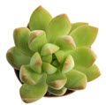 2" Sedum Adolphi